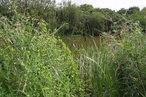 Photo of Wolborough Fen