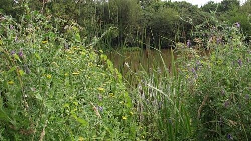 Photo of Wolborough Fen