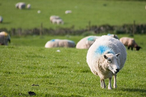 A sheep grazing in a field.